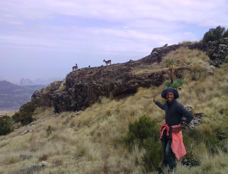 Mitiku the guide pointing at an animal