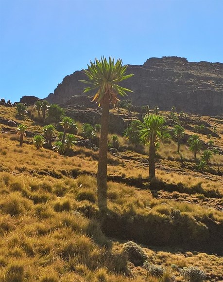 Trees and grasses on the mountainside