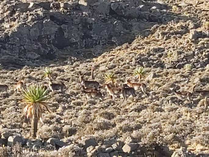 Ibex on mountain in Ethiopia